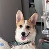 OrbitDash