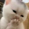 oonyein154