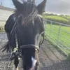 croftridingschool