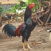 3gfarm0
