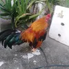 gatrebacnamdinh
