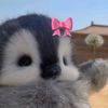 hadjer_495