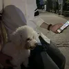 hoagphucccc