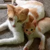 vcats3