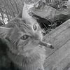 zimboxee