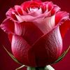 sibel34284