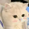 merycute210