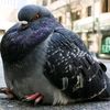 golubiro_shpioniro228