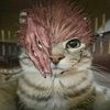 rizz_0098