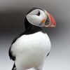 puffin868