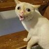 rmewhoeqdfb