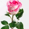 asrafnoor.asrafno