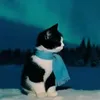 linushnvr