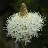 .xerophyllum