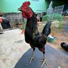 ซุ้ม.เพรชโคกมน🐓