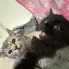 2gatoslocos