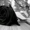 carlos.p..c7