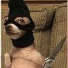 cortex_rylandfv