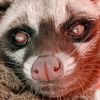 ailzapriyanielitanibrooz