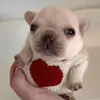 cheif.qweif