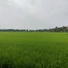 nhowvn