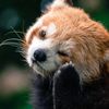 Red panda