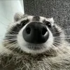 zeniiiiiiiirrrrrr
