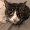 pets123abc