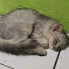 mas.goeh
