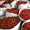 arjuno_coffee