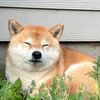TikTashi