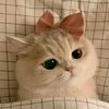 cuteybboy.rudro