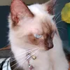 circlecriclecatgore