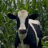 farmwithoutme