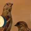 pirozra123