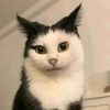 Funny cat video669