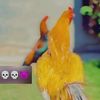 aseel_brand786
