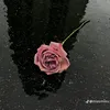 fanntf4