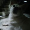 whitedoggy_