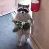 raccoon_erzsbe