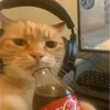 cocacola_cat1234