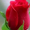 thu.hng.nguyn442