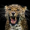 leopardgenit