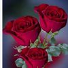 asha.moni7649