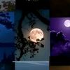 flores_d_s8