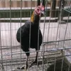 www.tiktok.comhieuphuc