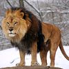 ahmed818958