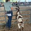 ruby_stockshow