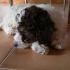 ludovica.cola
