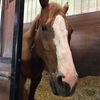 thecanteringidiot